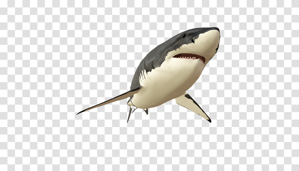 Great White Shark, Animal, Bird, Sea Life, Fish Transparent Png