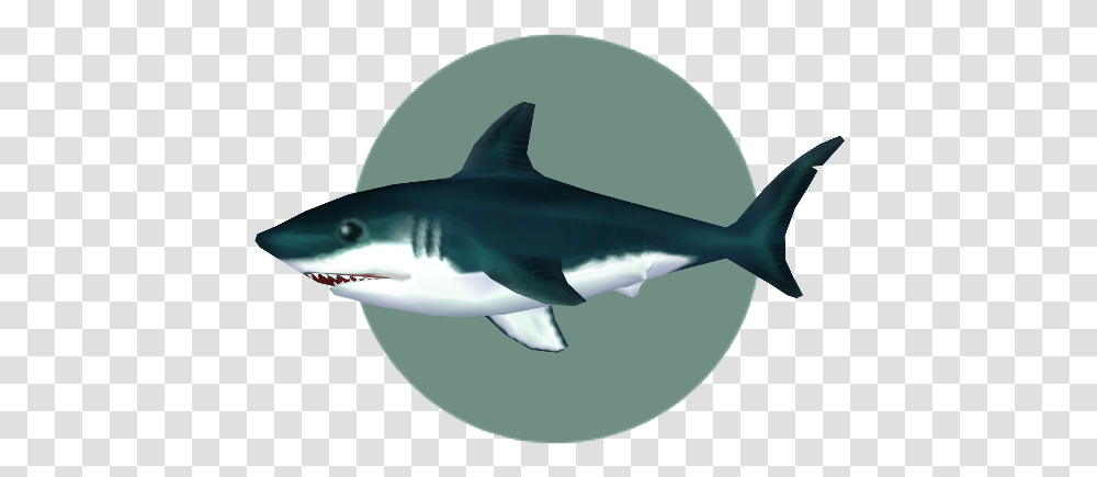 Great White Shark Animal Crossing Wiki Fandom Animal Crossing City Folk Fishes, Sea Life Transparent Png