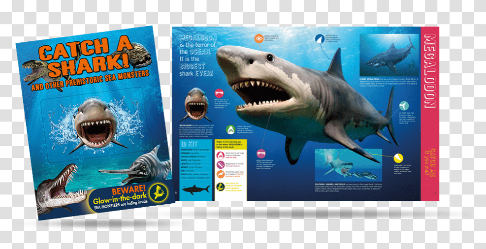Great White Shark, Animal, Sea Life, Fish, Poster Transparent Png