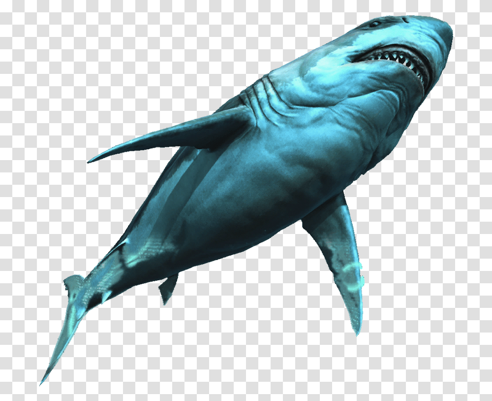 Great White Shark Assassin's Creed 4 Black Flag Great White Shark, Sea Life, Fish, Animal, Bird Transparent Png