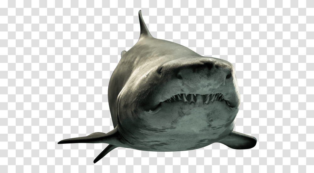 Great White Shark Choked On Turtle, Sea Life, Fish, Animal Transparent Png