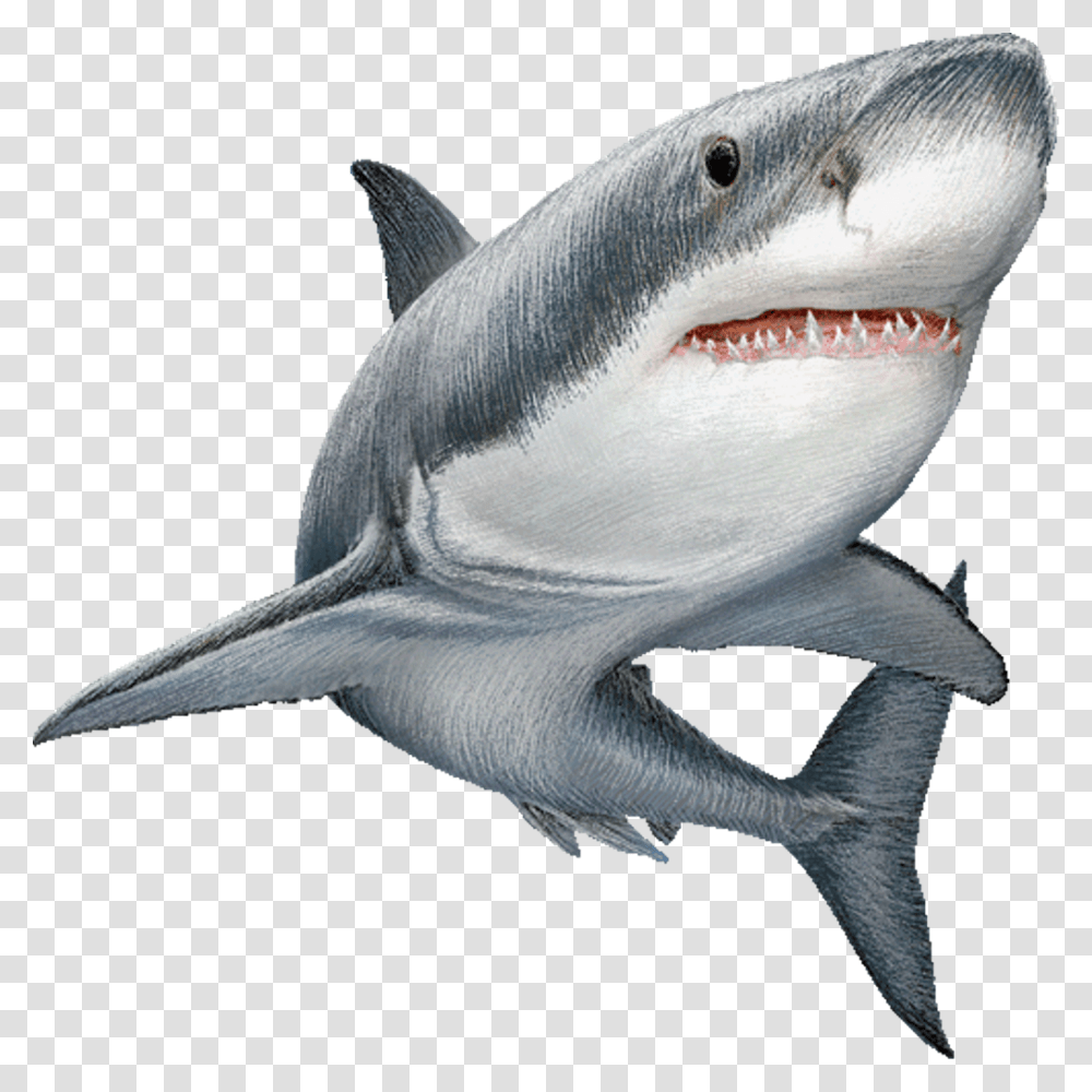 Great White Shark Clip Art Image Illustration Background Shark, Sea Life, Fish, Animal Transparent Png