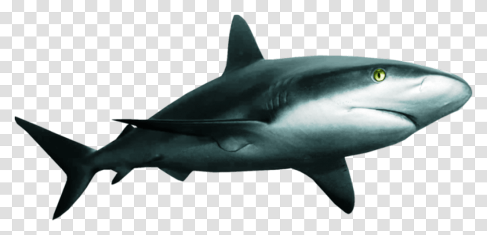 Great White Shark Clipart Download Shark, Sea Life, Fish, Animal Transparent Png