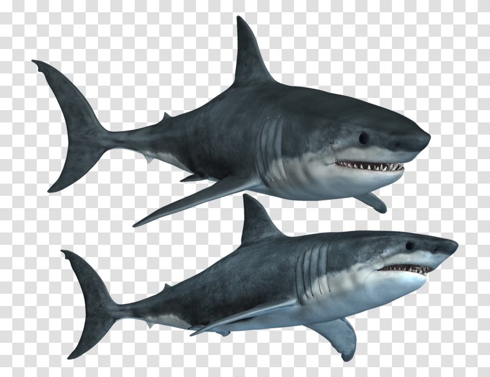 Great White Shark Clipart High Resolution Shark, Sea Life, Fish, Animal Transparent Png