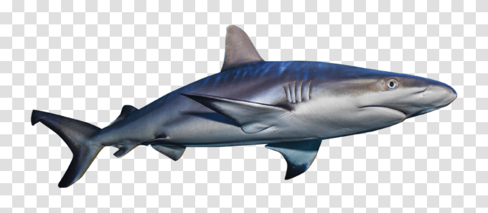 Great White Shark Clipart Invisible Sharks, Fish, Animal, Sea Life Transparent Png