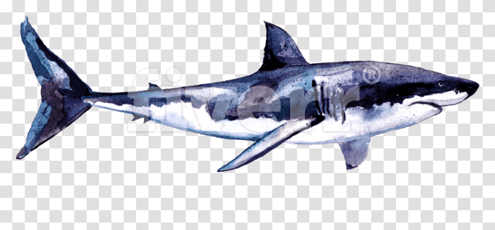 Great White Shark Download Bronze Hammerhead Shark, Sea Life, Animal, Fish, Swordfish Transparent Png