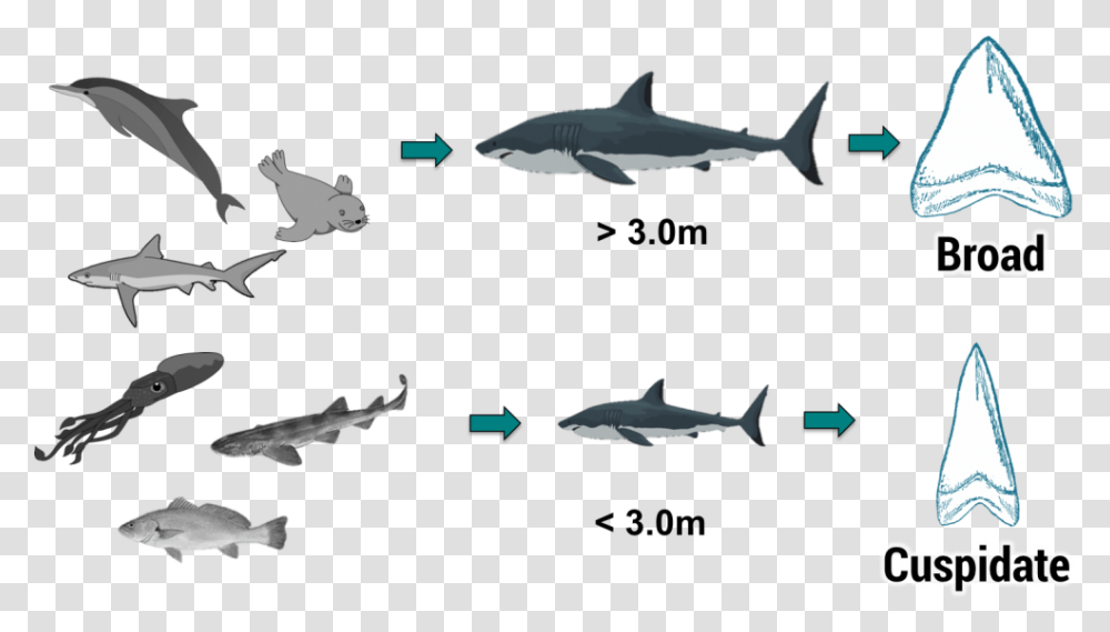 Great White Shark Food Chain, Sea Life, Fish, Animal, Bird Transparent Png