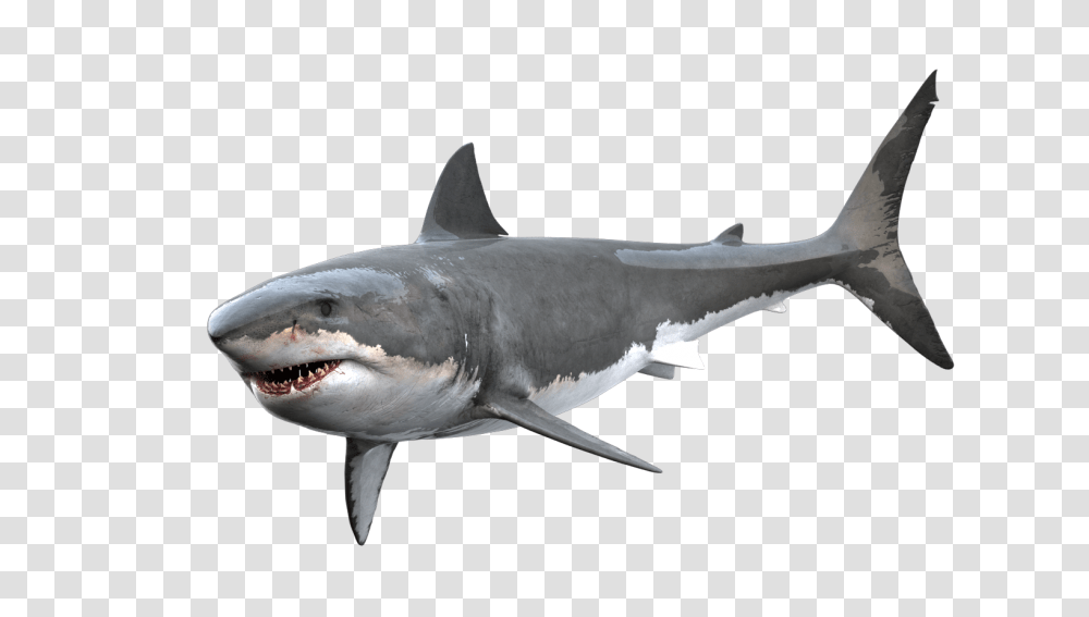 Great White Shark On Behance, Sea Life, Fish, Animal Transparent Png