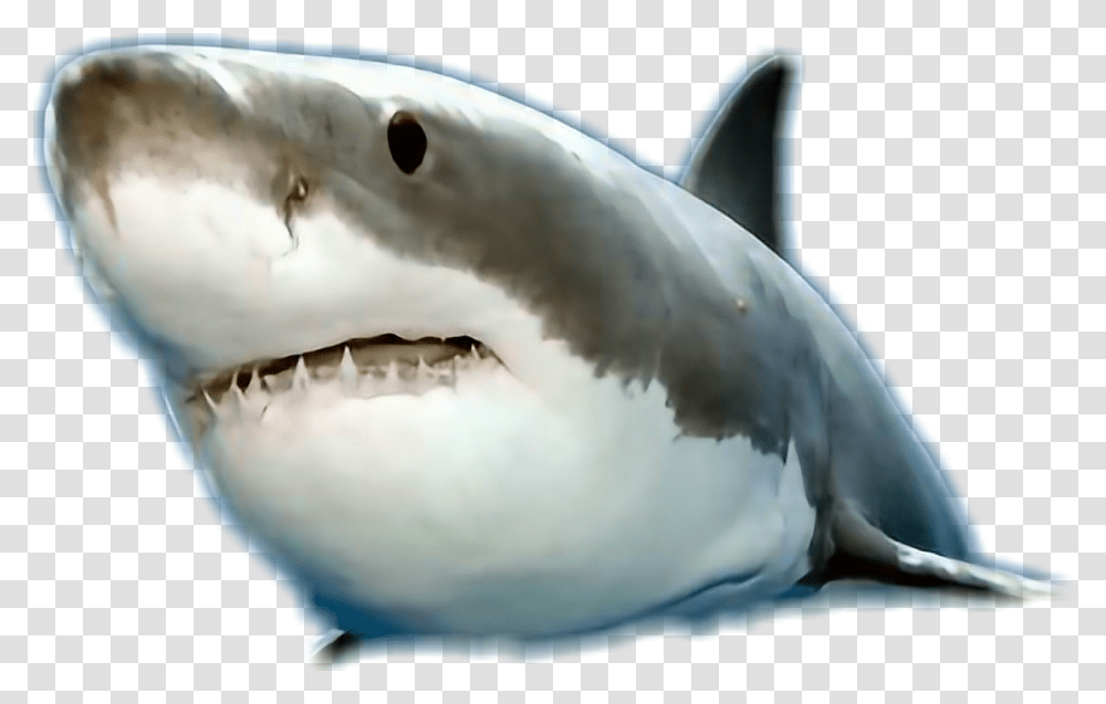 Great White Shark, Sea Life, Fish, Animal, Bird Transparent Png