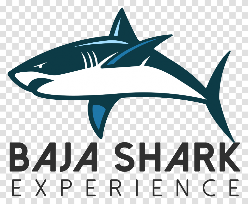 Great White Shark, Sea Life, Fish, Animal Transparent Png
