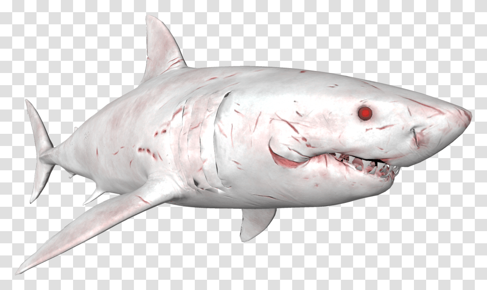 Great White Shark, Sea Life, Fish, Animal Transparent Png