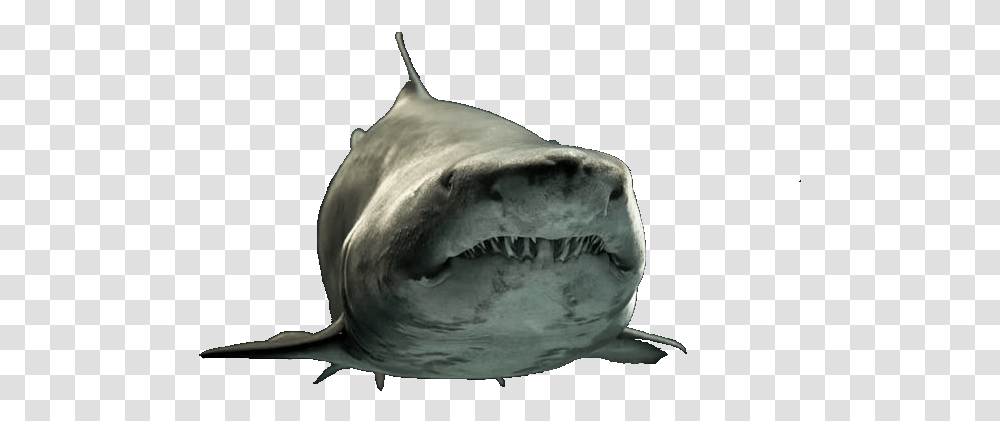 Great White Shark, Sea Life, Fish, Animal Transparent Png