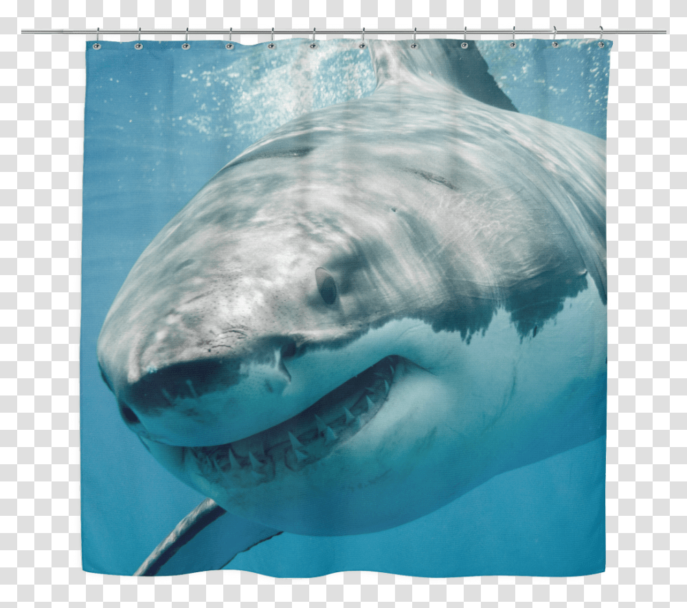 Great White Shark Shower Curtain Great White Shark Sharks, Sea Life, Fish, Animal Transparent Png