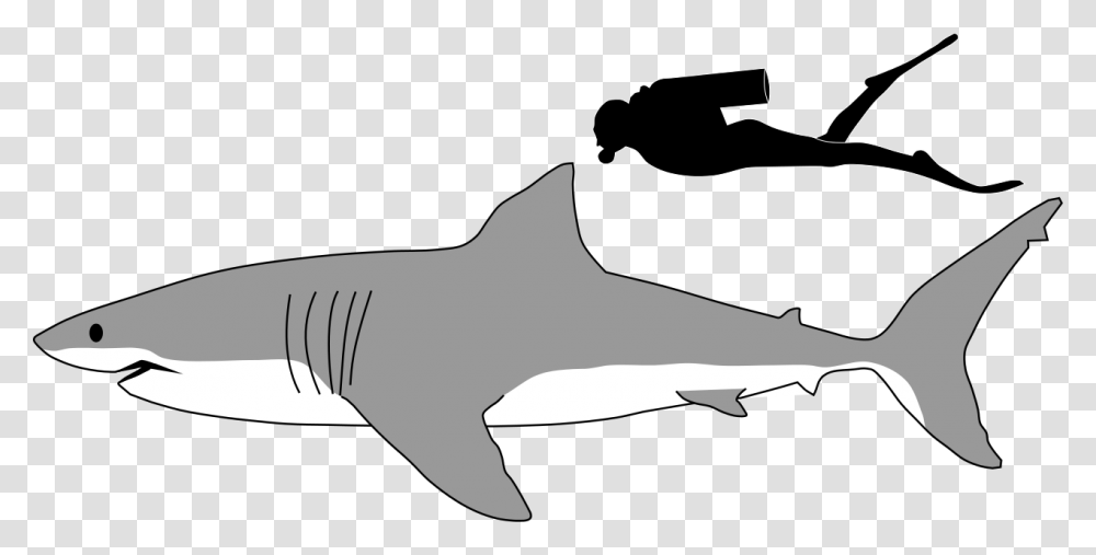 Great White Shark Size Comparison Great White Shark Size To Human, Sea Life, Fish, Animal Transparent Png
