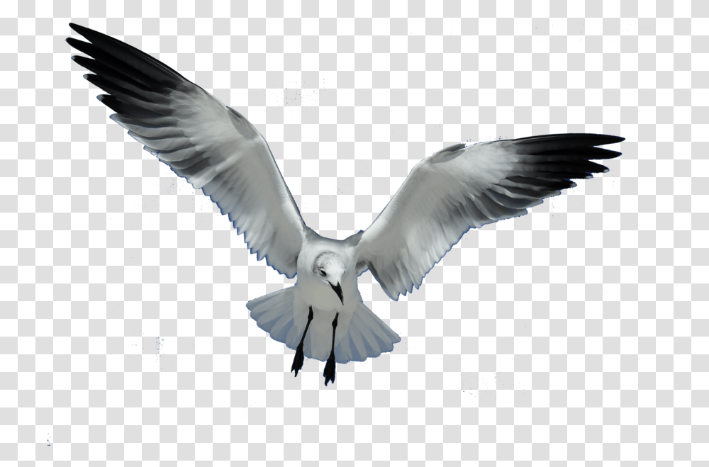 Great Work Clip Art Download Sea Gull, Bird, Animal, Flying, Dove Transparent Png