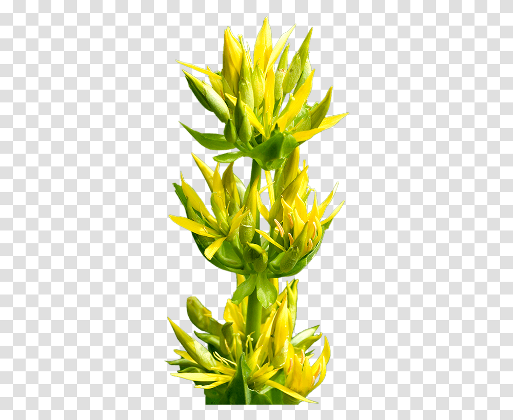 Great Yellow Gentian Bud, Plant, Flower, Petal, Acanthaceae Transparent Png