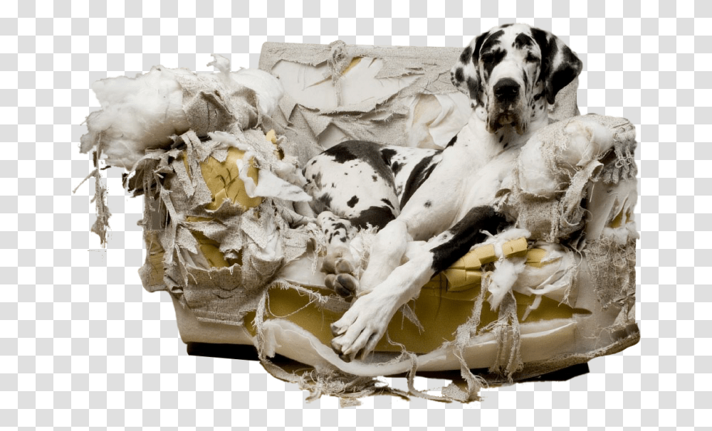 Greatdanecouch Dog Chews Up House, Pet, Canine, Animal, Mammal Transparent Png