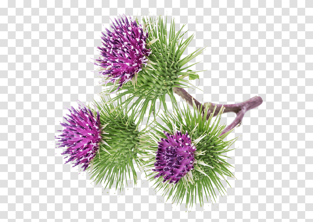 Greater Burdock Bardana, Plant, Flower, Blossom, Thistle Transparent Png