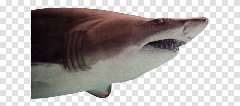 Greater Cleveland Aquarium Tiger Shark, Sea Life, Fish, Animal, Great White Shark Transparent Png
