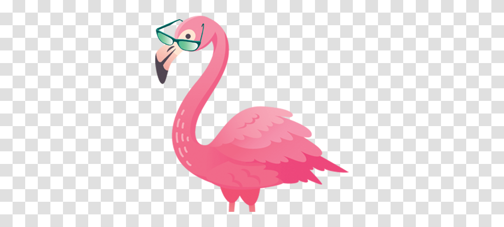Greater Flamingo, Animal, Bird Transparent Png