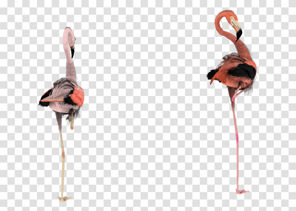 Greater Flamingo, Bird, Animal, Ballet, Dance Transparent Png