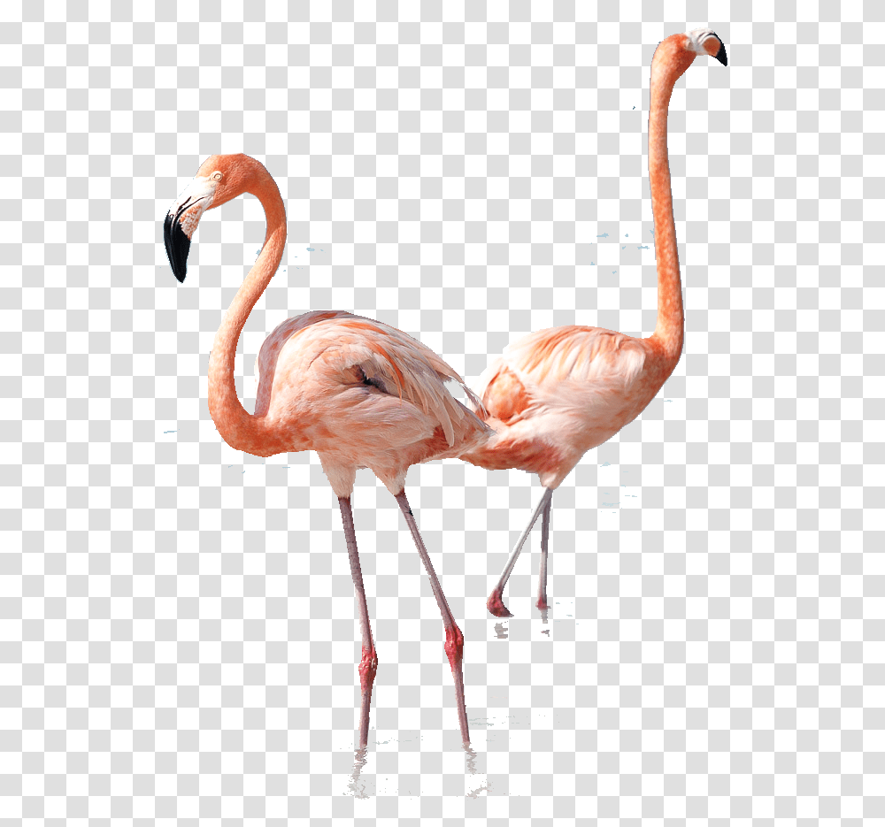 Greater Flamingo, Bird, Animal, Beak Transparent Png