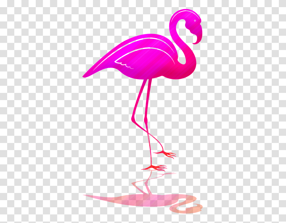 Greater Flamingo, Bird, Animal, Lamp, Blow Dryer Transparent Png