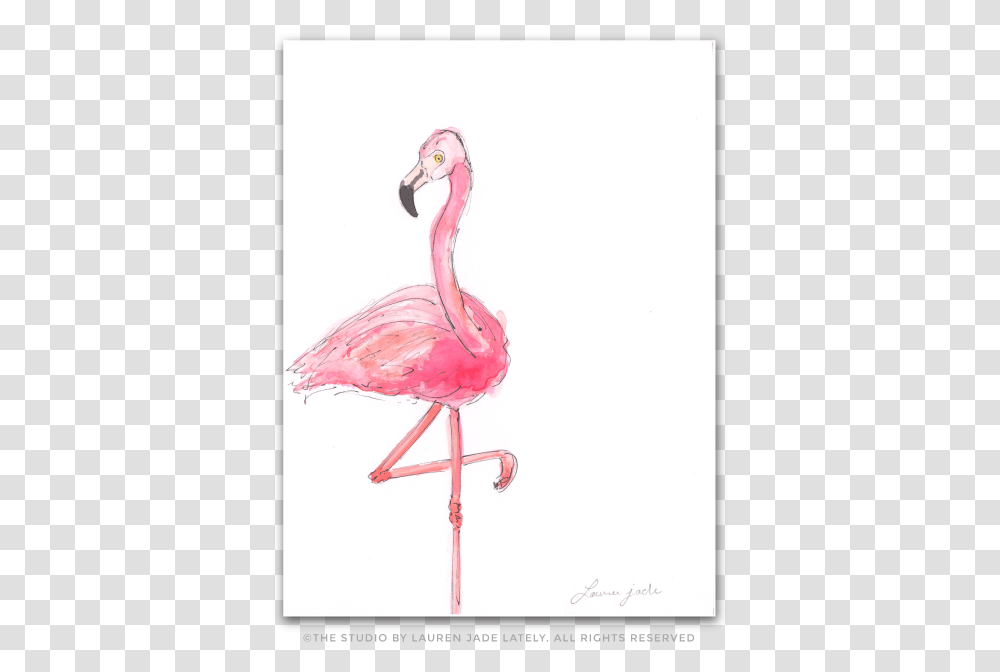 Greater Flamingo, Bird, Animal Transparent Png