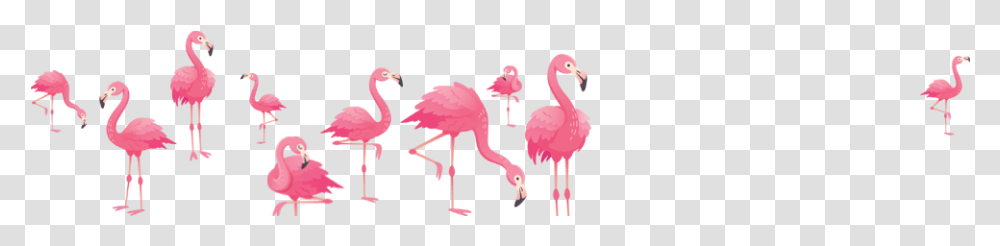 Greater Flamingo, Bird, Animal Transparent Png