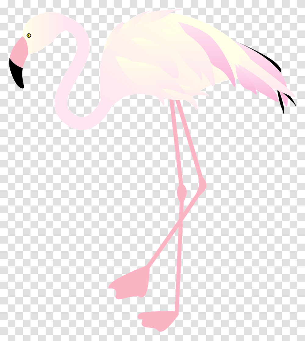 Greater Flamingo, Bird, Animal Transparent Png