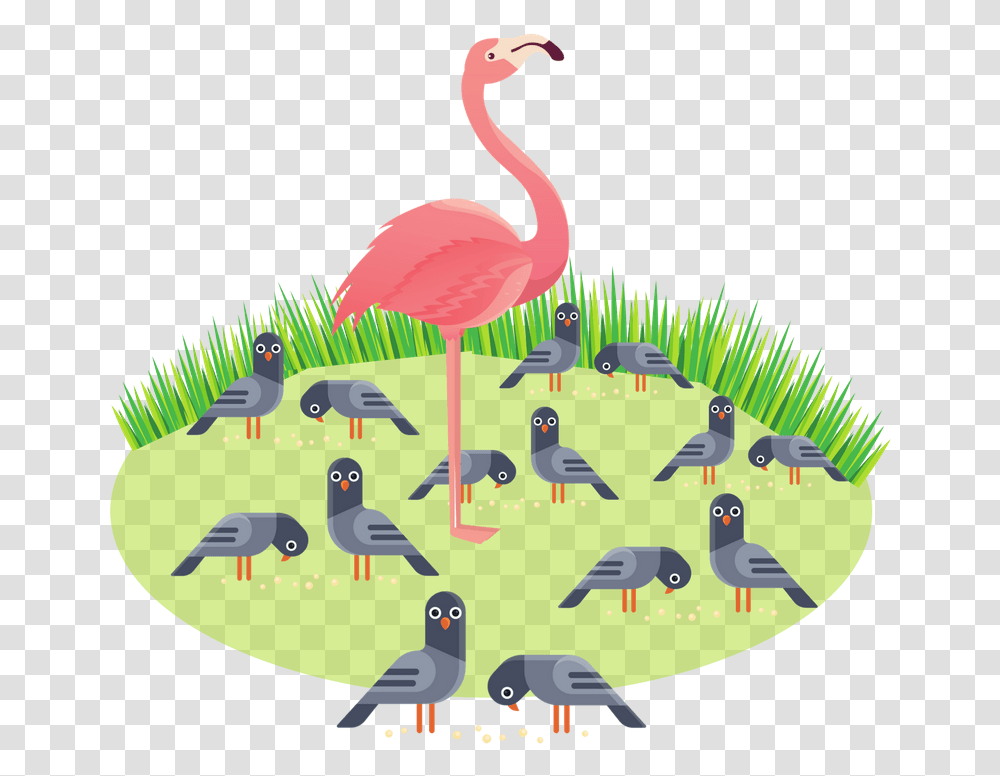 Greater Flamingo, Bird, Animal Transparent Png