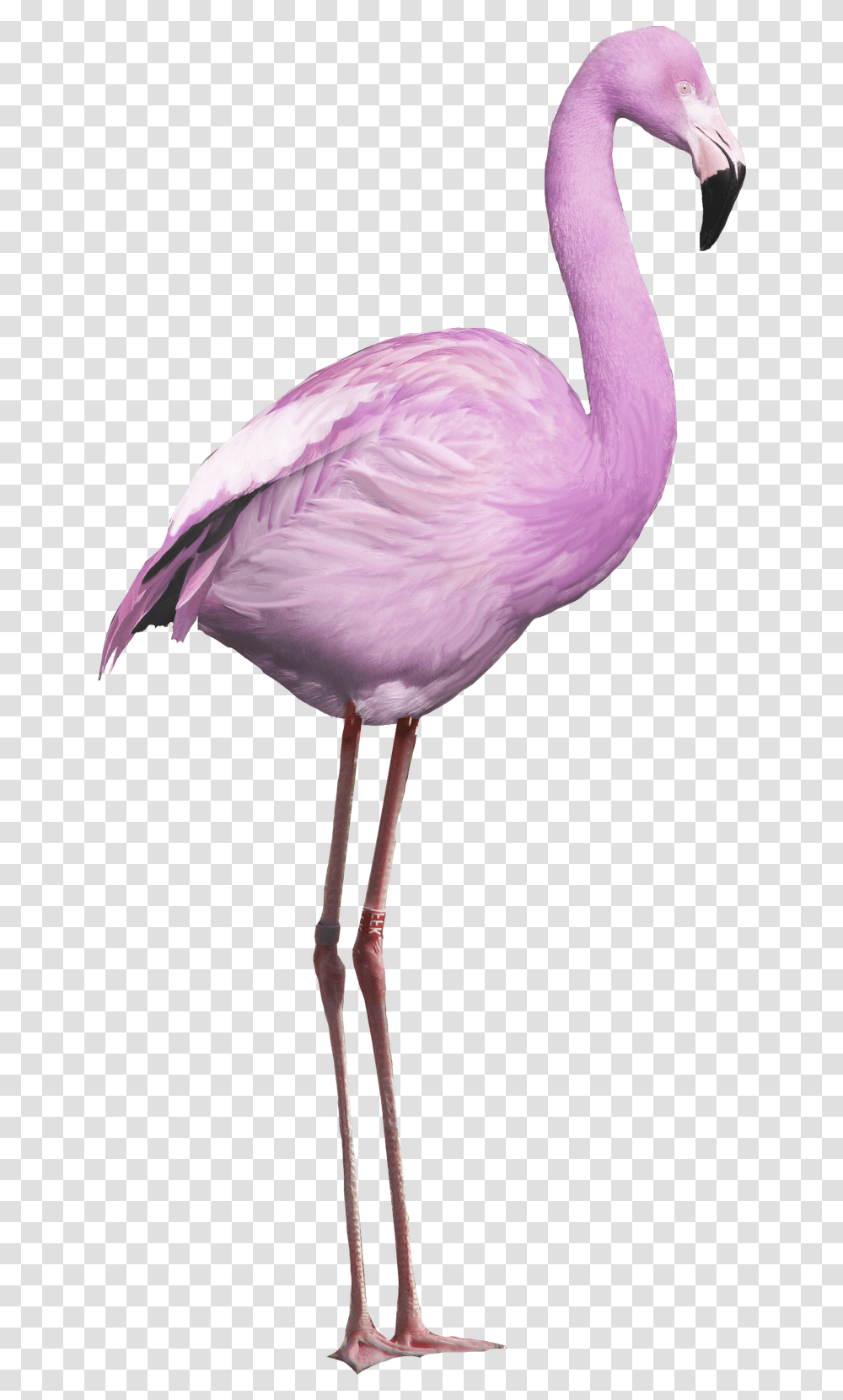 Greater Flamingo Purple Flamingo Cartoon Bird Flamingo, Animal Transparent Png