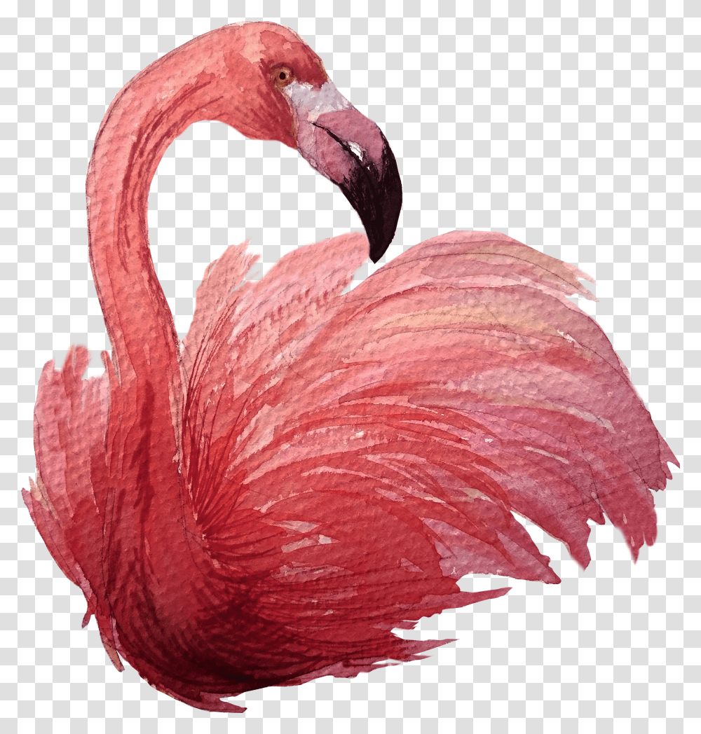 Greater Flamingo Transparent Png