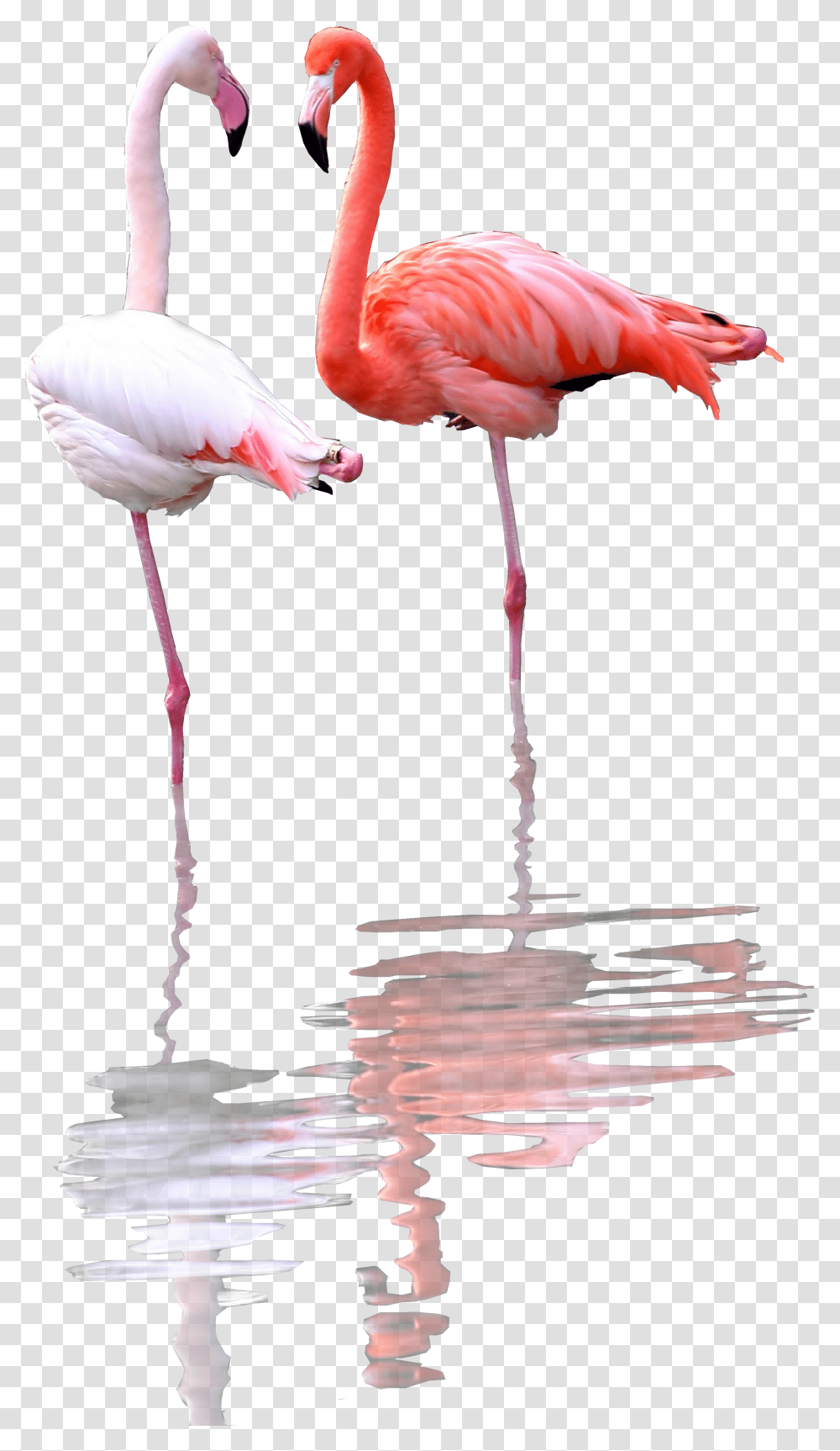 Greater Flamingo Transparent Png