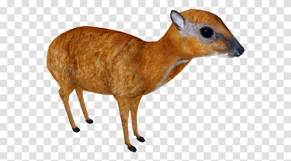 Greater Mouse Deer Greater Mouse Deer, Mammal, Animal, Antelope, Wildlife Transparent Png