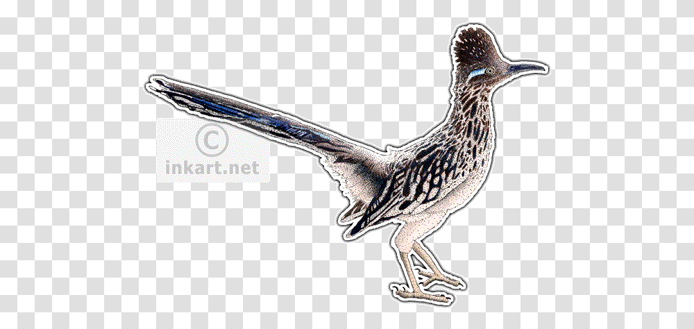 Greater Roadrunner Geococcyx Californianus Line Art And Greater Roadrunner, Bird, Animal, Dodo, Beak Transparent Png