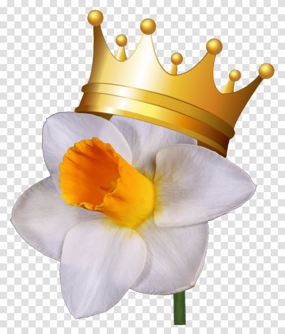Greater St Louis Daffodil Society Show Wild Daffodil, Jewelry, Accessories, Accessory, Crown Transparent Png