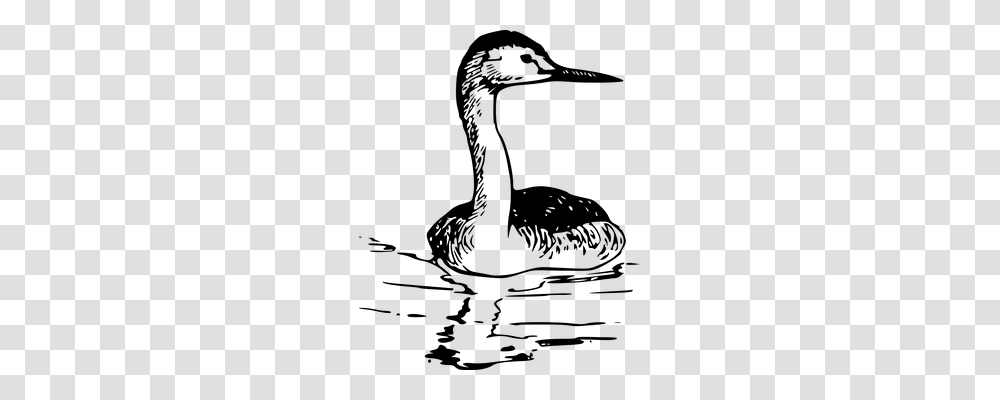 Grebe Animals, Waterfowl, Bird, Swan Transparent Png