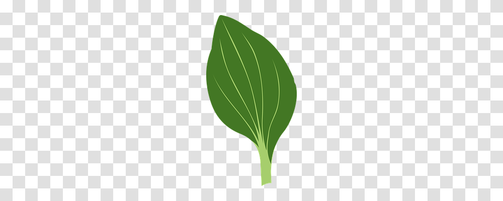 Green Nature, Plant, Hot Air Balloon, Aircraft Transparent Png