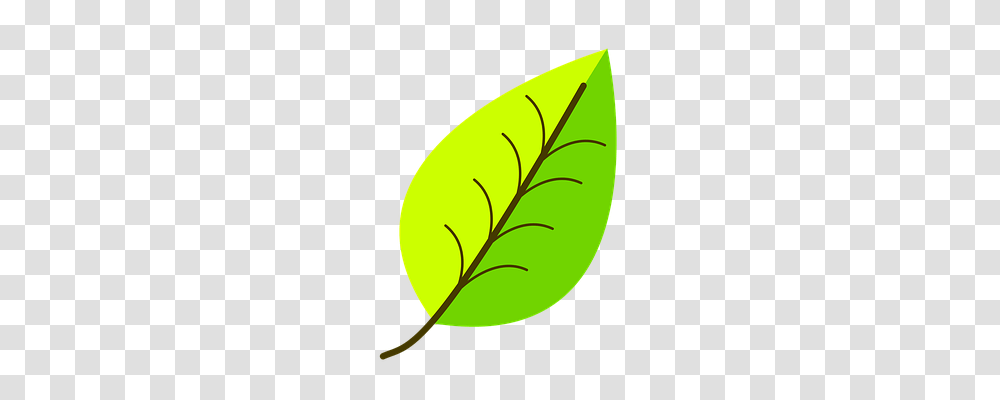 Green Leaf, Plant, Tennis Ball, Sport Transparent Png