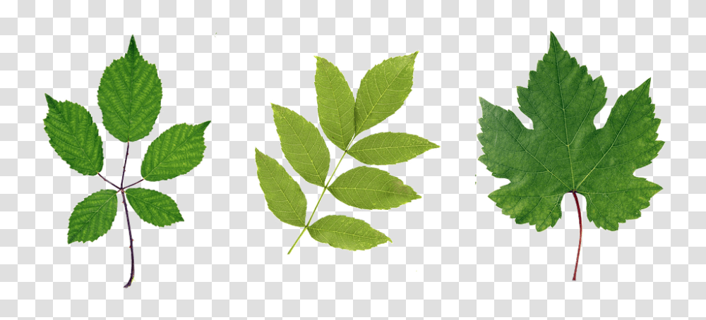 Green 960, Nature, Leaf, Plant, Soil Transparent Png