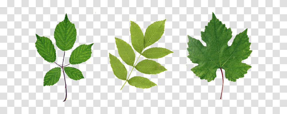 Green Nature, Leaf, Plant, Soil Transparent Png