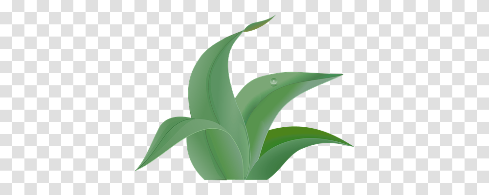 Green Nature, Plant, Aloe, Leaf Transparent Png