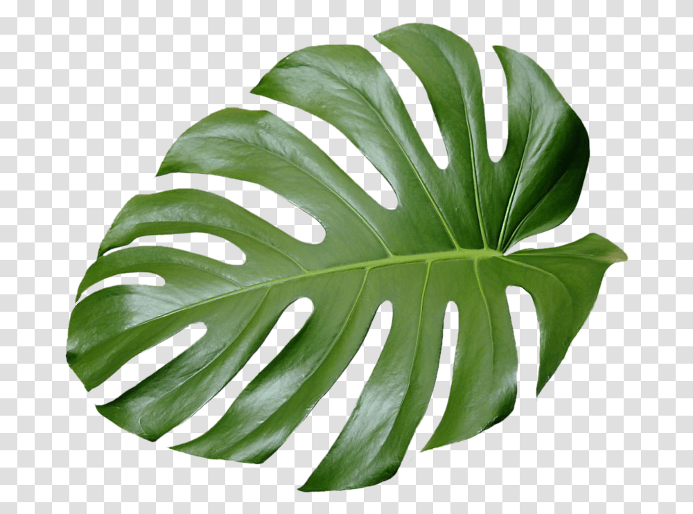 Green Aesthetic Aesthetic Tropical Leaves, Leaf, Plant, Vegetation, Tree Transparent Png