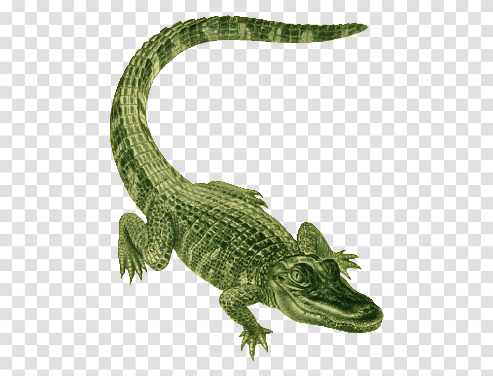 Green Alligator, Crocodile, Reptile, Animal, Lizard Transparent Png