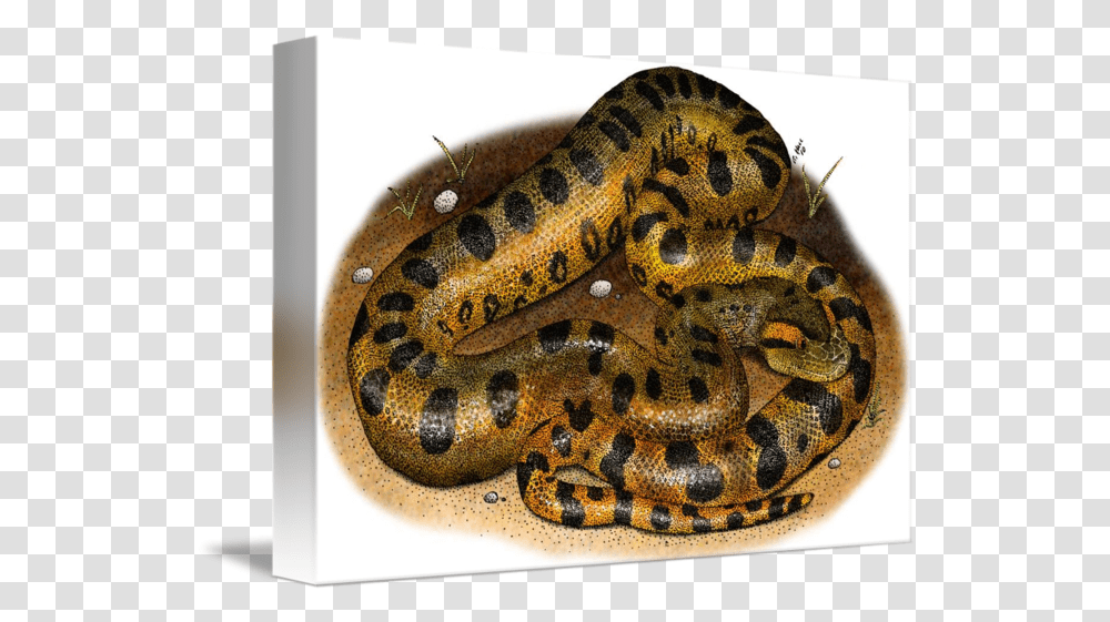 Green Anaconda By Roger Hall Green Anaconda, Snake, Reptile, Animal Transparent Png