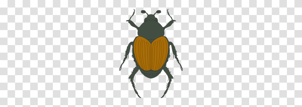 Green And Brown Beetle Clip Arts For Web, Insect, Invertebrate, Animal, Dung Beetle Transparent Png