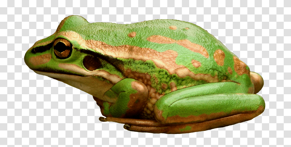 Green And Golden Bell Frog, Amphibian, Wildlife, Animal, Lizard Transparent Png
