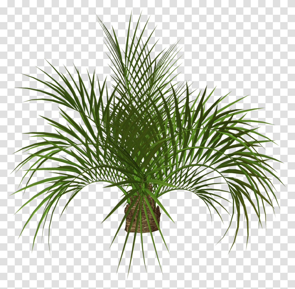 Green And Palm Tree Image Hd Image Tree, Plant, Vegetation, Nature, Outdoors Transparent Png