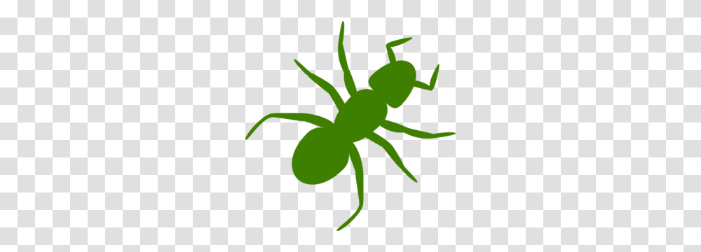 Green Ant Clip Art, Animal, Invertebrate, Insect, Spider Transparent Png